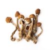 Psilocybin Kaufen