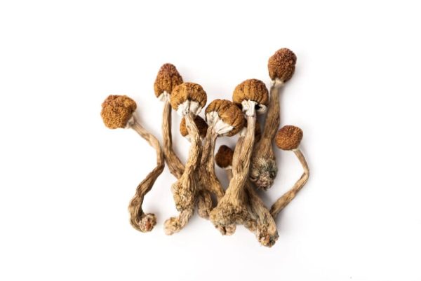 Psilocybin Kaufen