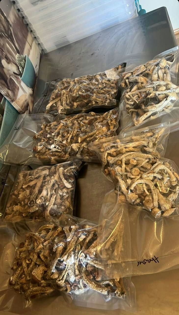 Getrocknete goldene Lehrer-Zauberpilze Getrocknete goldene Lehrer-Zauberpilze